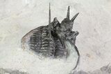 Devil Horned Cyphaspis Walteri Trilobite Cluster #71194-6